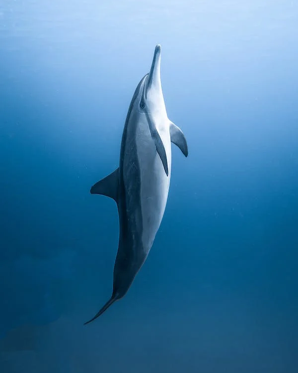 dolphin