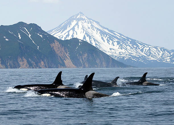 pod of orca